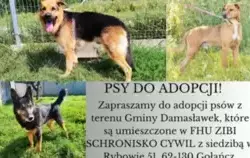 Zdjęcie do Zaadoptuj psa z terenu naszej gminy