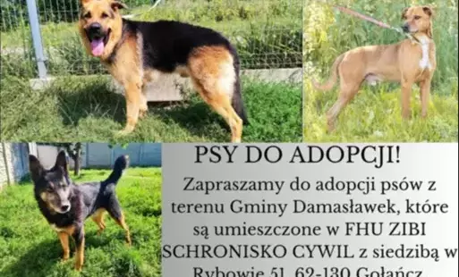 Zdjęcie do Zaadoptuj psa z terenu naszej gminy