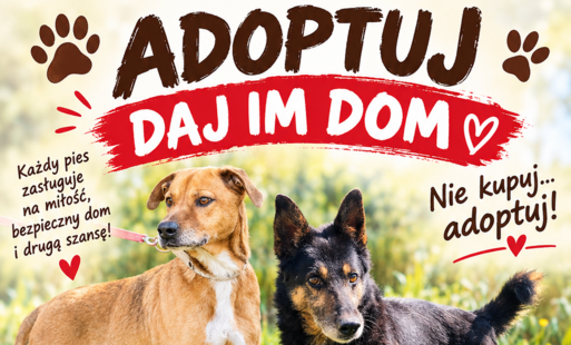 Zdjęcie do Zaadoptuj psa z terenu naszej gminy